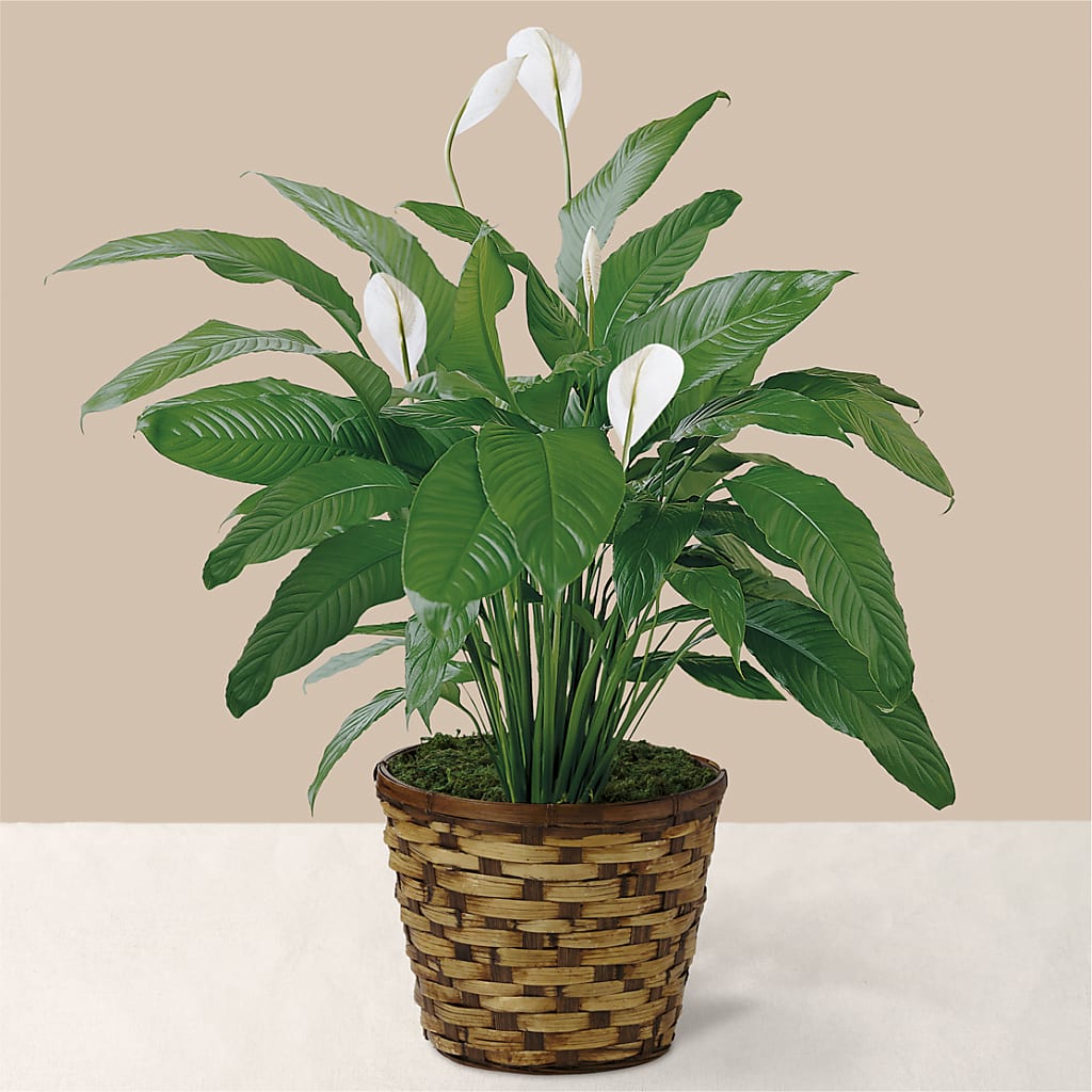 Tranquil Moments Peace Lily Plant – Your Beautiful Flowers, Scranton PA