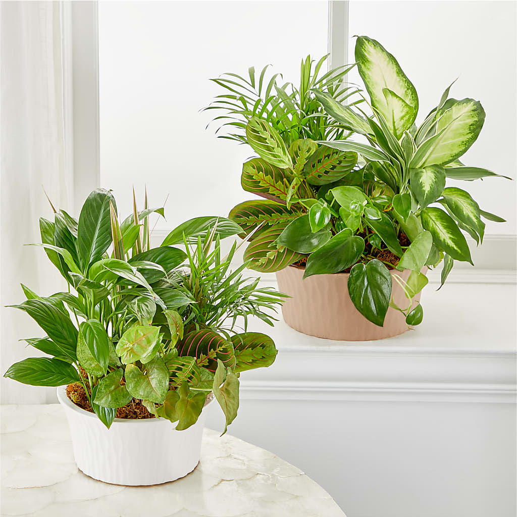 Balance & Harmony Dishgarden – Your Beautiful Flowers, Scranton PA