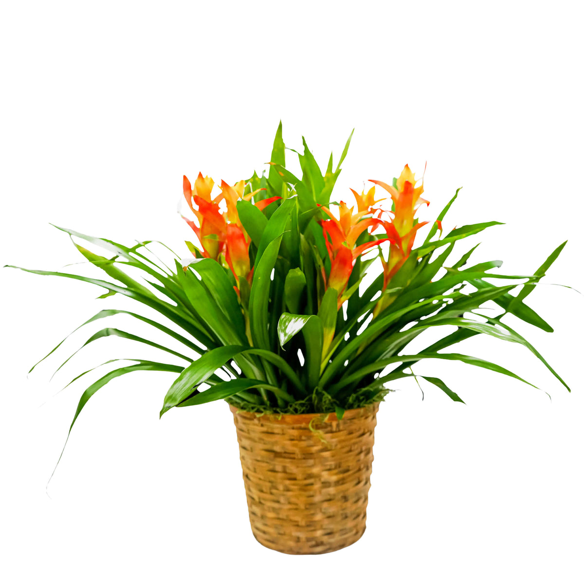 Bromeliad Basket – Your Beautiful Flowers, Scranton PA