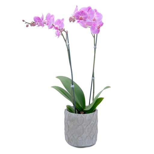 Purple Beauty Orchid – Your Beautiful Flowers, Scranton PA