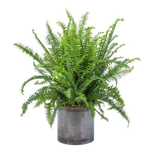 Fern – Your Beautiful Flowers, Scranton PA