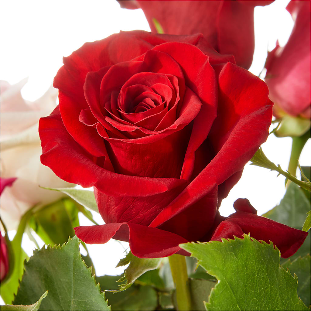 Love Notes Rose Bouquet – Your Beautiful Flowers, Scranton PA