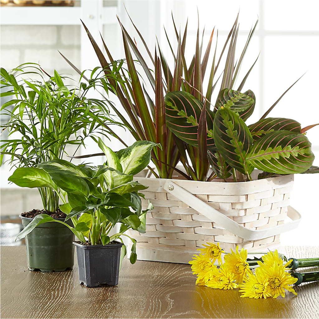 Florist Designed Blooming and Green Plants in a Basket –  Your Beautiful Flowers, Scranton PA