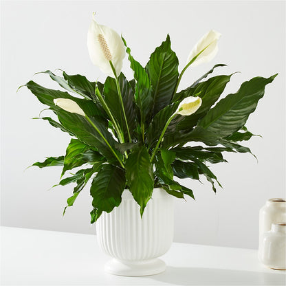 Comfort Planter –  Your Beautiful Flowers, Scranton PA