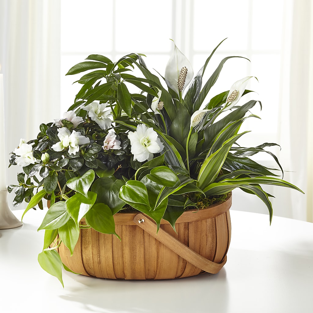 Serene Dishgarden –  Your Beautiful Flowers, Scranton PA