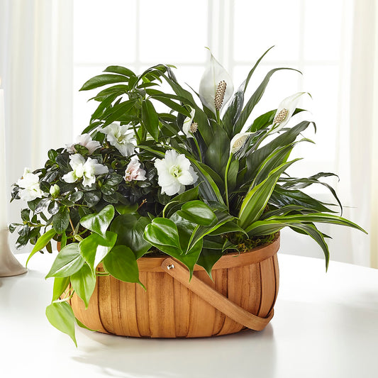 Serene Dishgarden –  Your Beautiful Flowers, Scranton PA