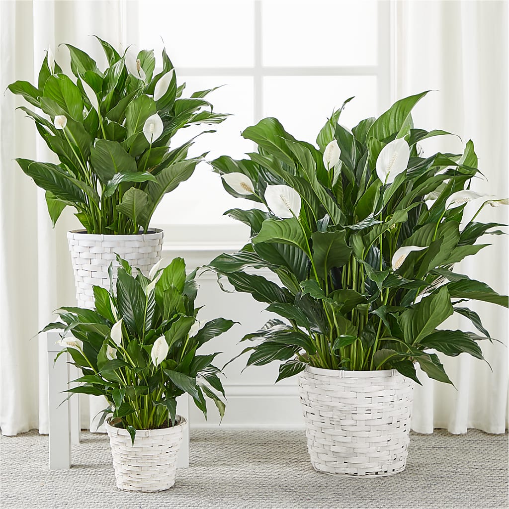 A New Leaf Peace Lily –  Your Beautiful Flowers, Scranton PA