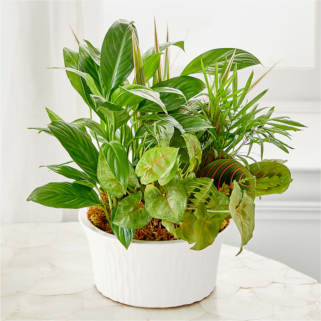 Balance & Harmony Dishgarden –  Your Beautiful Flowers, Scranton PA
