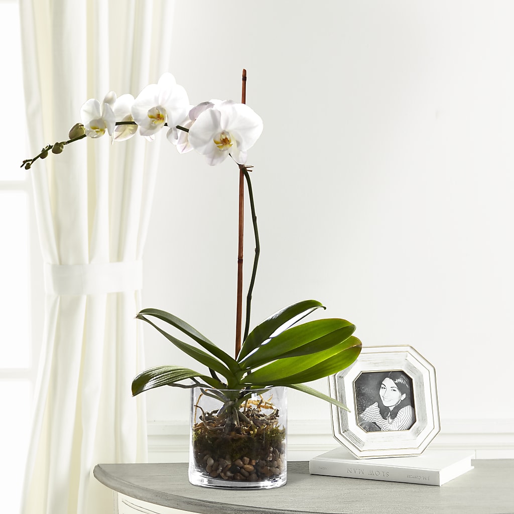 White Orchid Planter –  Your Beautiful Flowers, Scranton PA
