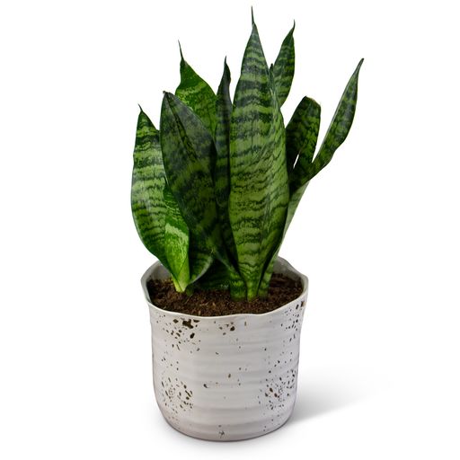 Snake Plant