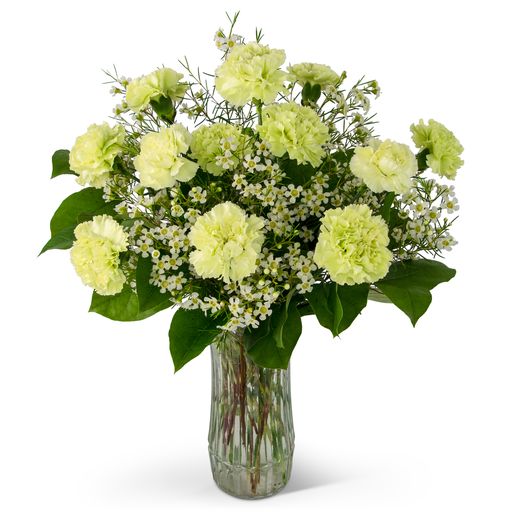 A Dozen Sweet Green Carnations –  Your Beautiful Flowers, Scranton PA