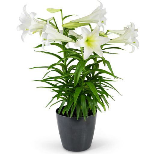 Grande Easter Lily –  Your Beautiful Flowers, Scranton PA