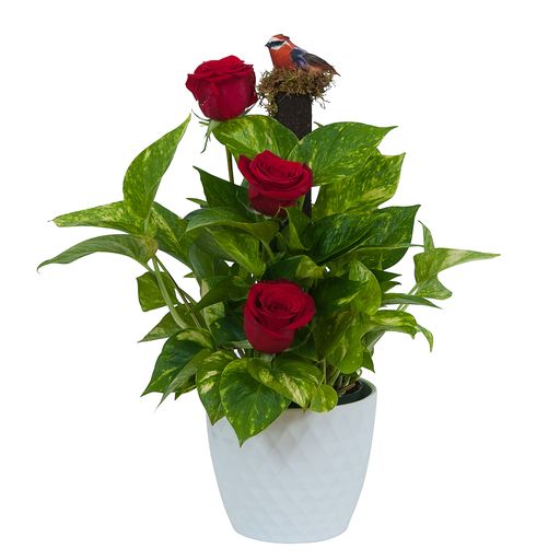 Green plant in ceramic with fresh roses –  Your Beautiful Flowers, Scranton PA