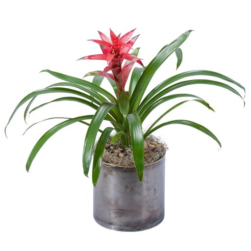 Bromeliad –  Your Beautiful Flowers, Scranton PA