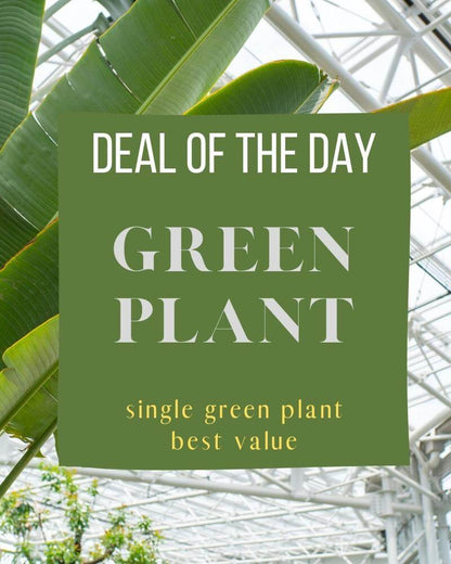 Green Plant Deal of the Day