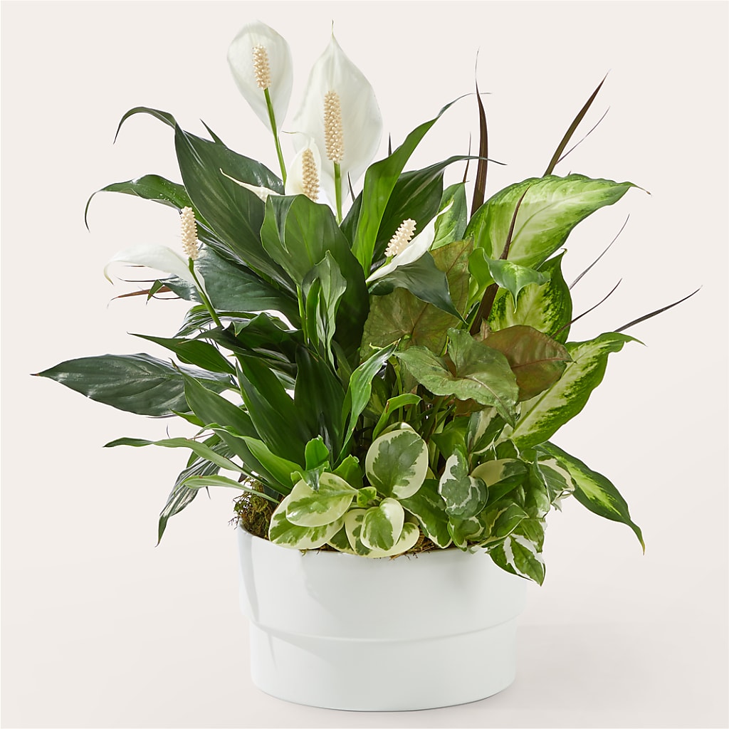 Radiating Positivity Dishgarden –  Your Beautiful Flowers, Scranton PA